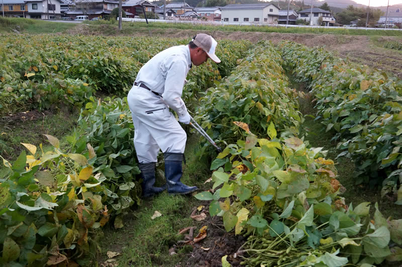 旬の黒豆枝豆